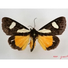 /filer/webapps/moths/media/images/G/gladatoria_Schausia_A_Albert_01.JPG
