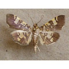 /filer/webapps/moths/media/images/P/phalarota_Pardomima_A_Butler.jpg