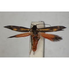 /filer/webapps/moths/media/images/A/arabica_Eretmocera_PT_BMNH.jpg