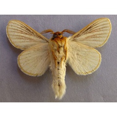 /filer/webapps/moths/media/images/N/nigrolineata_Grammodora_AM_Baron_01.jpg