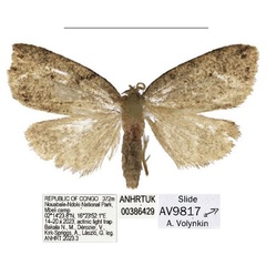 /filer/webapps/moths/media/images/N/nola_Spatulosia_PTM_ANHRT.jpg