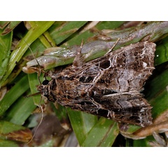 /filer/webapps/moths/media/images/M/maillardi_Callopistria_A_Mazzei_03.jpg