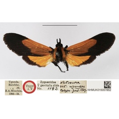 /filer/webapps/moths/media/images/U/ugandae_Netrocera_AT_NHMUK.jpg