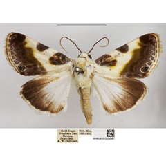 /filer/webapps/moths/media/images/V/vaualbum_Acontia_AM_NHMUK.jpg