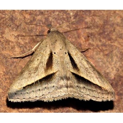 /filer/webapps/moths/media/images/P/proverai_Mocis_A_Braun_10.jpg