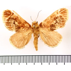 /filer/webapps/moths/media/images/C/chrostisa_Ctenolita_AM_BMNH.jpg