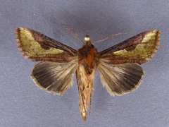 /filer/webapps/moths/media/images/O/orichalcea_Trichoplusia_A_Baron.jpg