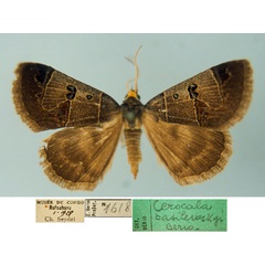 /filer/webapps/moths/media/images/B/basilewskyi_Cerocala_AM_MSNM.jpg