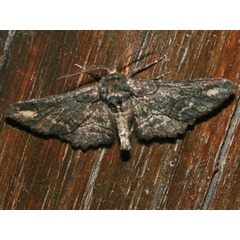 /filer/webapps/moths/media/images/M/maturnaria_Omphalucha_A_Roland.jpg