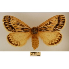 /filer/webapps/moths/media/images/P/paragarda_Marmaroplegma_AF_TMSA_01.jpg