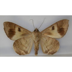 /filer/webapps/moths/media/images/V/virga_Achaea_PT_RMCA_02.jpg