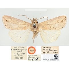 /filer/webapps/moths/media/images/M/metalampra_Cirphis_HT_BMNH.jpg