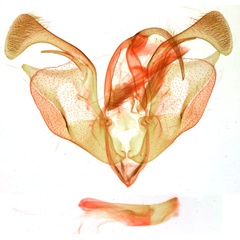 /filer/webapps/moths/media/images/P/persecta_Borolia_GMST_NHMUK_2224.jpg