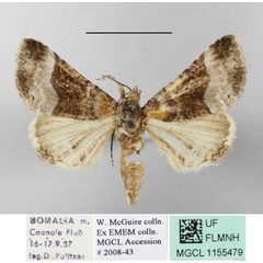 /filer/webapps/moths/media/images/B/balnearia_Tytroca_A_MGCLa_01.JPG