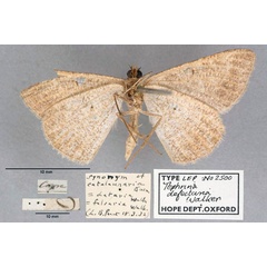 /filer/webapps/moths/media/images/D/defectaria_Tephrina_HT_OUMNH_02.jpg