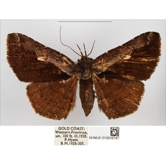 /filer/webapps/moths/media/images/A/affulgens_Lophoruza_AF_NHMUK.jpg