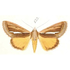 /filer/webapps/moths/media/images/L/laminifera_Ovios_HT_Saalmuller-133.jpg