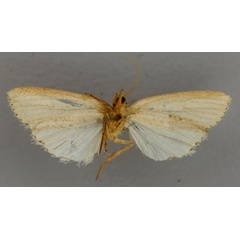 /filer/webapps/moths/media/images/S/subacrapex_Leucania_HT_RMCA_02.jpg