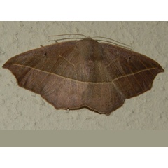 /filer/webapps/moths/media/images/I/immitata_Psilocerea_A_Grobler.jpg