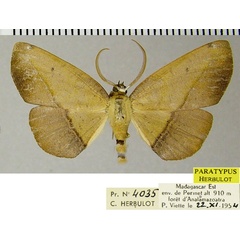 /filer/webapps/moths/media/images/U/umbrosa_Drepanogynis_PTM_ZSMa.jpg