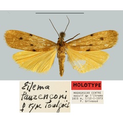 /filer/webapps/moths/media/images/L/laurenconi_Eilema_HT_MNHN.jpg