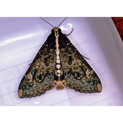 /filer/webapps/moths/media/images/C/chlorea_Sphingomorpha_A_Roland_01.jpg