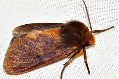 Metarctia jansei