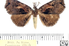 Caryonopera pyrrholopha