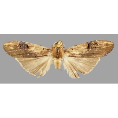 /filer/webapps/moths/media/images/C/chadisroides_Parascrancia_AM_RMCA.jpg