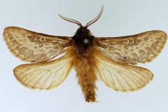 Gorgopis centaurica