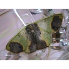 /filer/webapps/moths/media/images/P/palliata_Lophorrhachia_A_Guyonnet.jpg