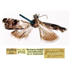 /filer/webapps/moths/media/images/S/spissana_Grapholita_HT_SNHMa.jpg