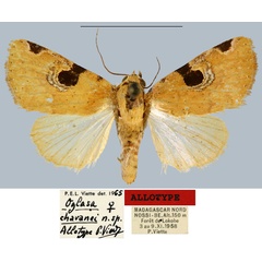 /filer/webapps/moths/media/images/C/chavanei_Oglasa_AT_MNHN.jpg