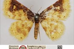 Syngatha argyropasta