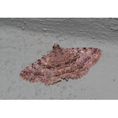 /filer/webapps/moths/media/images/U/umbricola_Polydesma_A_Roland_01.jpg
