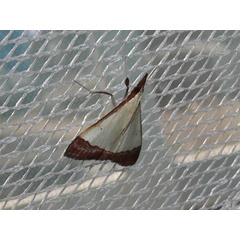 /filer/webapps/moths/media/images/F/fessalis_Autocharis_A_Goff_02.JPG