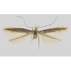 /filer/webapps/moths/media/images/P/parvula_Coleophora_PTF_ZMHB.jpg