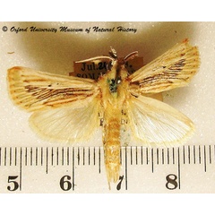 /filer/webapps/moths/media/images/P/perstrigata_Hypotia_A_OUMNH_01.jpg