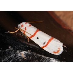 /filer/webapps/moths/media/images/P/pretoriae_Cyana_A_Roland_01_50BLpfx.jpg
