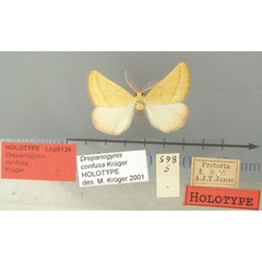 /filer/webapps/moths/media/images/C/confusa_Drepanogynis_HT_TMSA.jpg