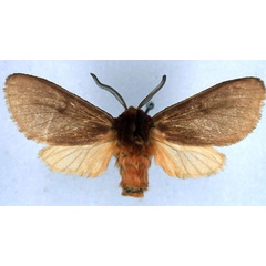 /filer/webapps/moths/media/images/M/montium_Metarctia_HT_BMNH_01.jpg