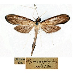 /filer/webapps/moths/media/images/S/sordida_Hymenoptychis_HT_SNHMa.jpg