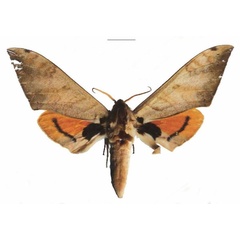 /filer/webapps/moths/media/images/B/biokoensis_Pseudoclanis_AM_EMEM_01a.jpg