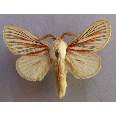 /filer/webapps/moths/media/images/N/nigrolineata_Grammodora_AM_Baron_02.jpg