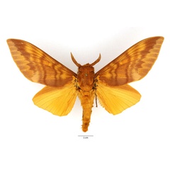 /filer/webapps/moths/media/images/I/imperialis_Gonometa_AM_Basquin_01.jpg