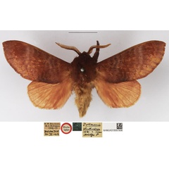 /filer/webapps/moths/media/images/P/plinthochroa_Dollmania_HT_NHMUK.jpg