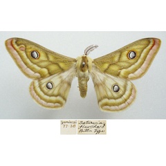 /filer/webapps/moths/media/images/F/flavida_Saturnia_STM_NHMUKa.jpg