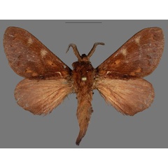 /filer/webapps/moths/media/images/F/frankbuchsbaumi_Stoermeriana_HT_Mueller.jpg