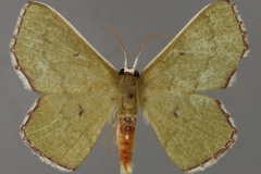 Perithalera oblongata