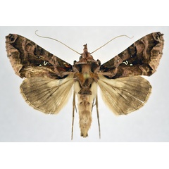 /filer/webapps/moths/media/images/D/dichora_Plusiopalpa_AM_NHMO.jpg